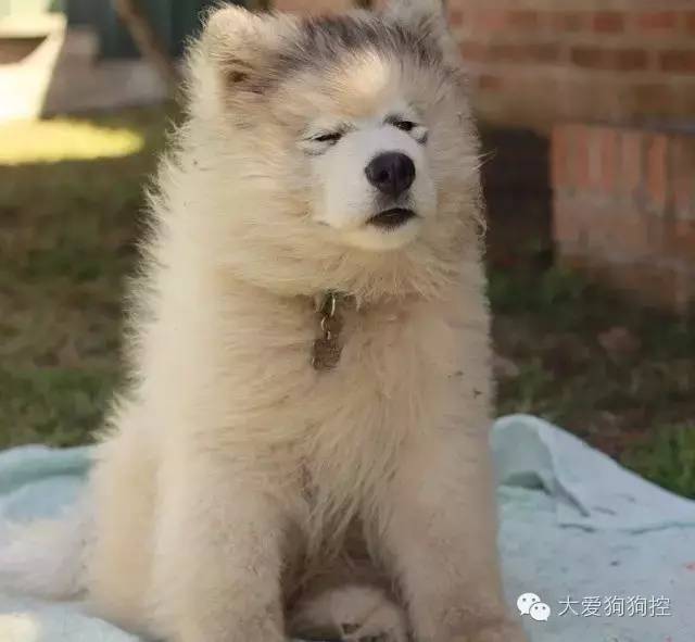 阿拉斯加:尴尬期的时候是名副其实的毛孩子.以及小胖砸