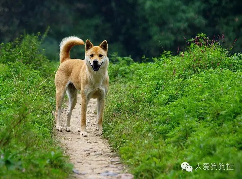 中华田园犬的品种有很多,控主只是挑了这几张.
