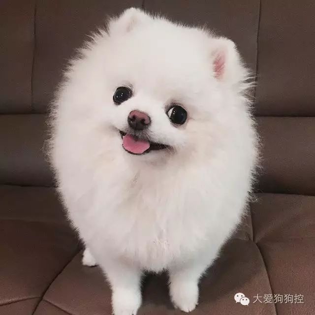 博美犬