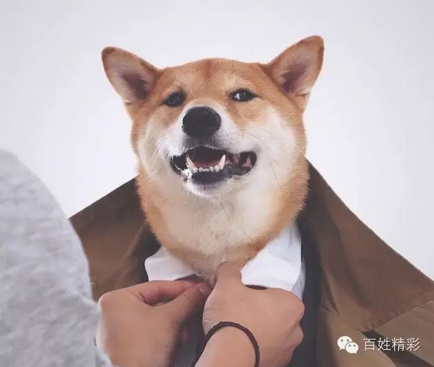 收入证明_收入一狗