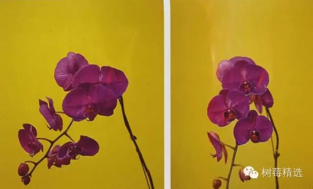 蝶兰餐厅的灵感来源于蒋志的摄影作品《蝶系列》
