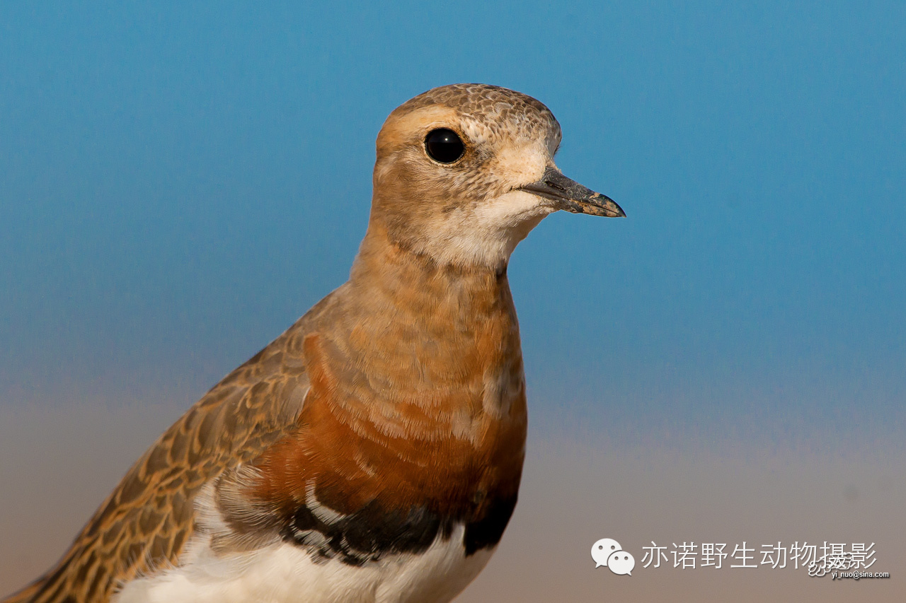 身披漂亮繁殖羽的东方鸻