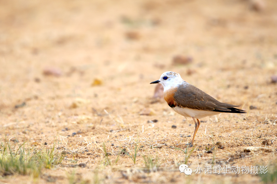 身披漂亮繁殖羽的东方鸻