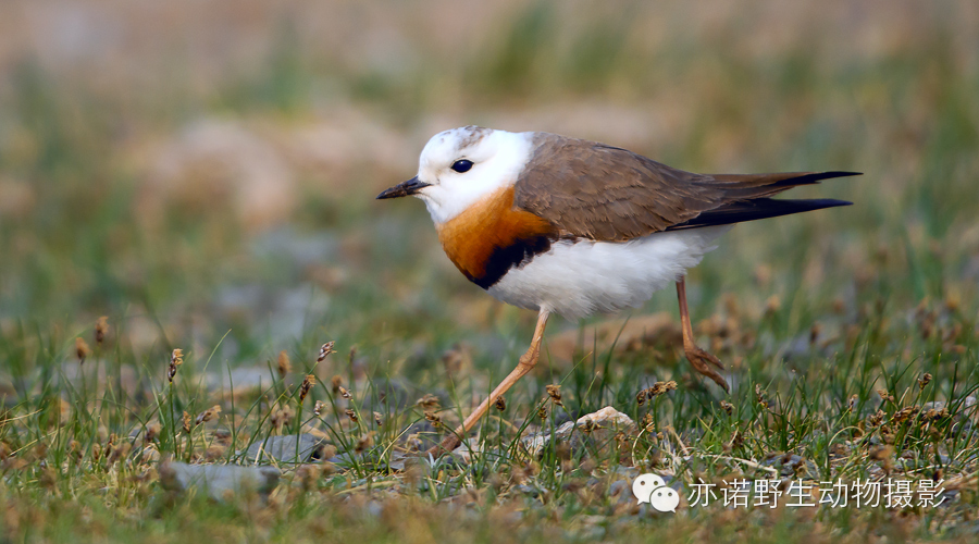 身披漂亮繁殖羽的东方鸻