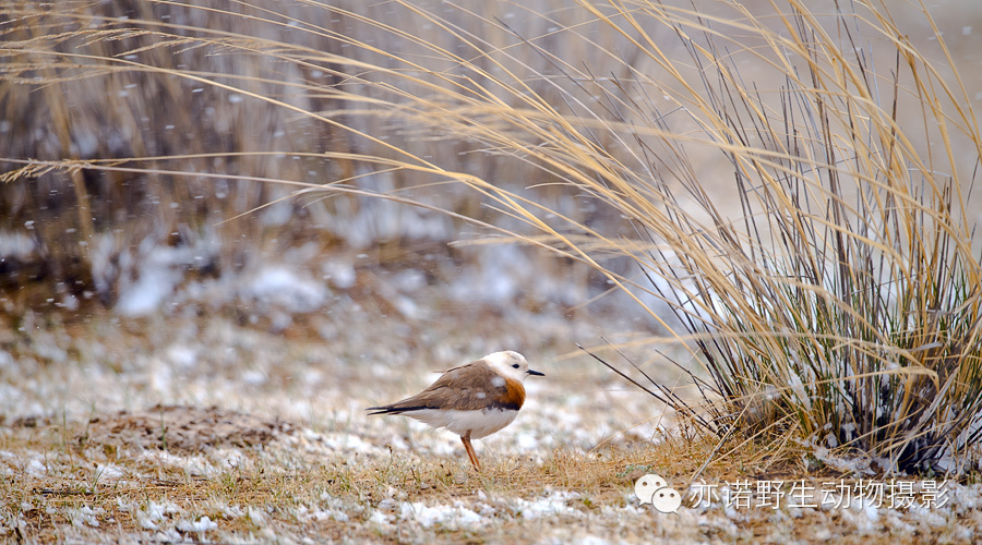 身披漂亮繁殖羽的东方鸻