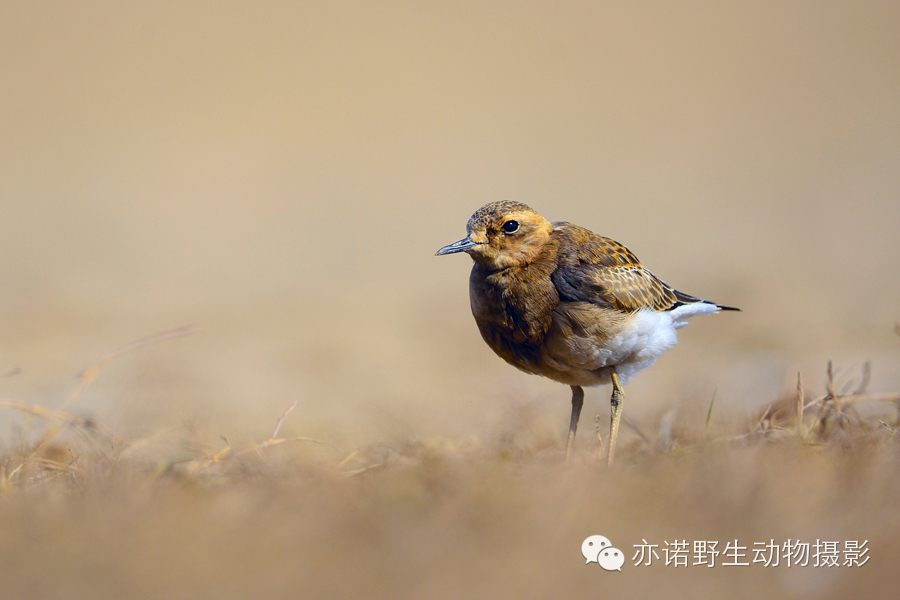 身披漂亮繁殖羽的东方鸻