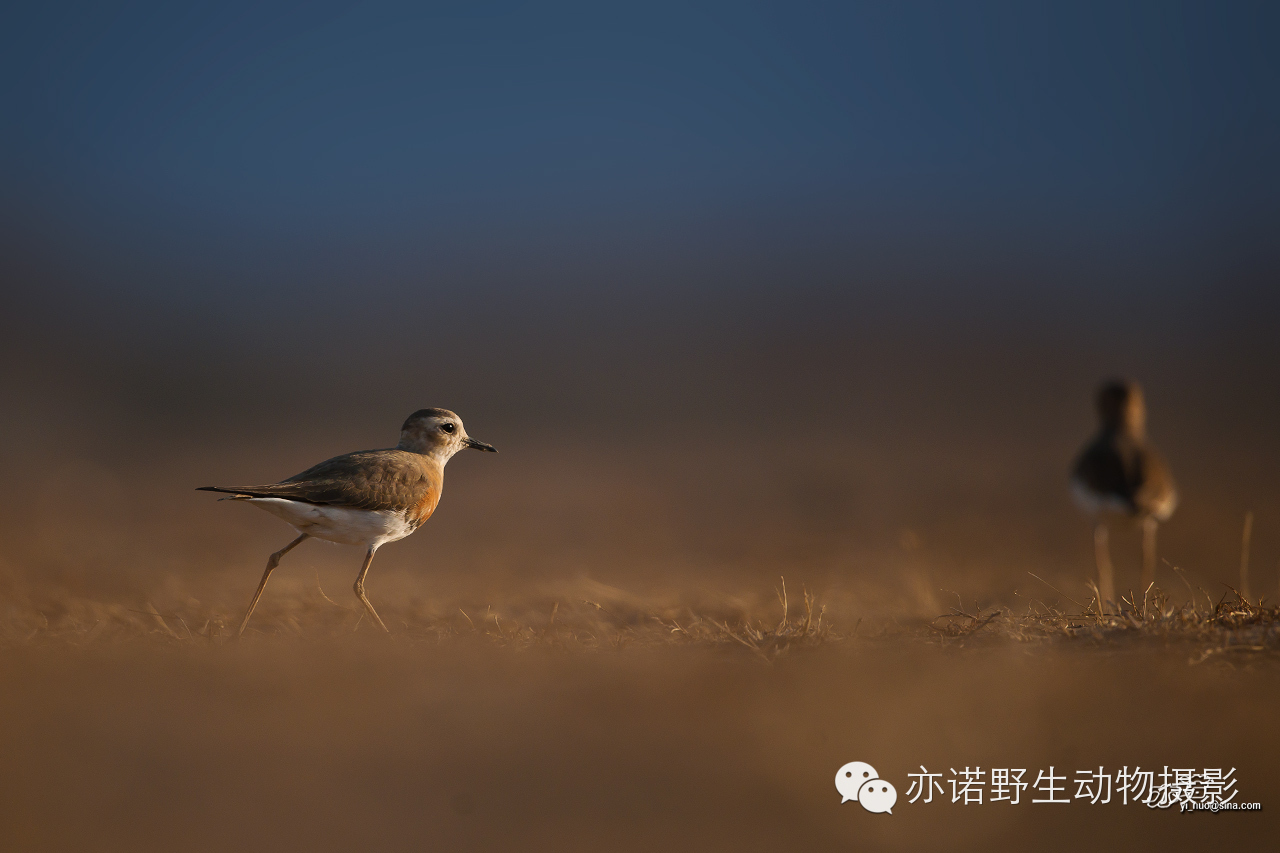 身披漂亮繁殖羽的东方鸻