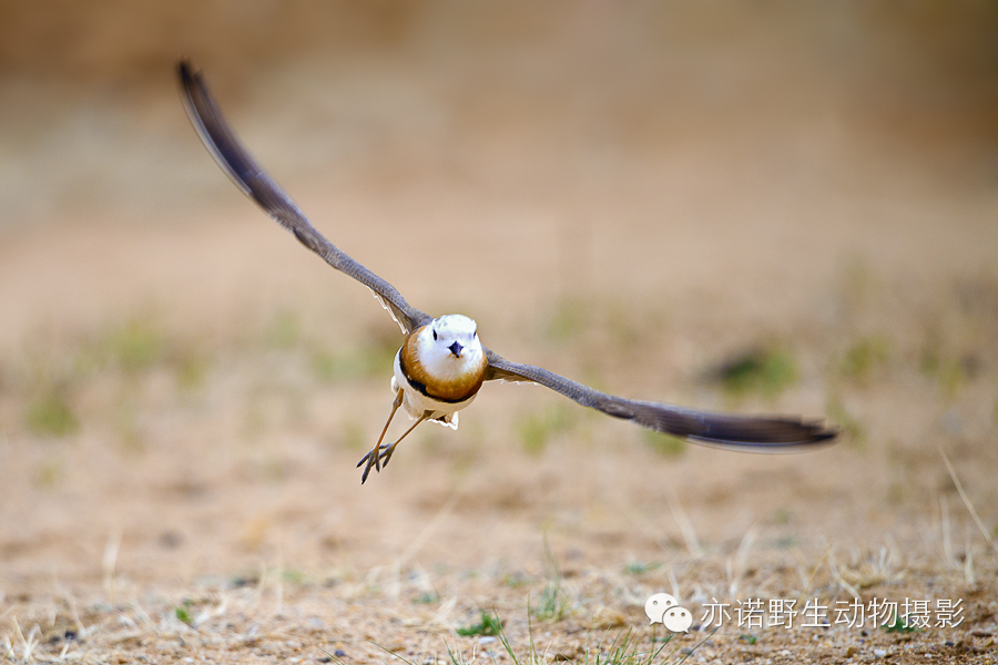 身披漂亮繁殖羽的东方鸻