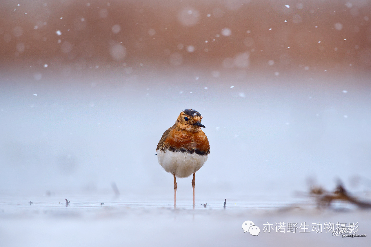 身披漂亮繁殖羽的东方鸻