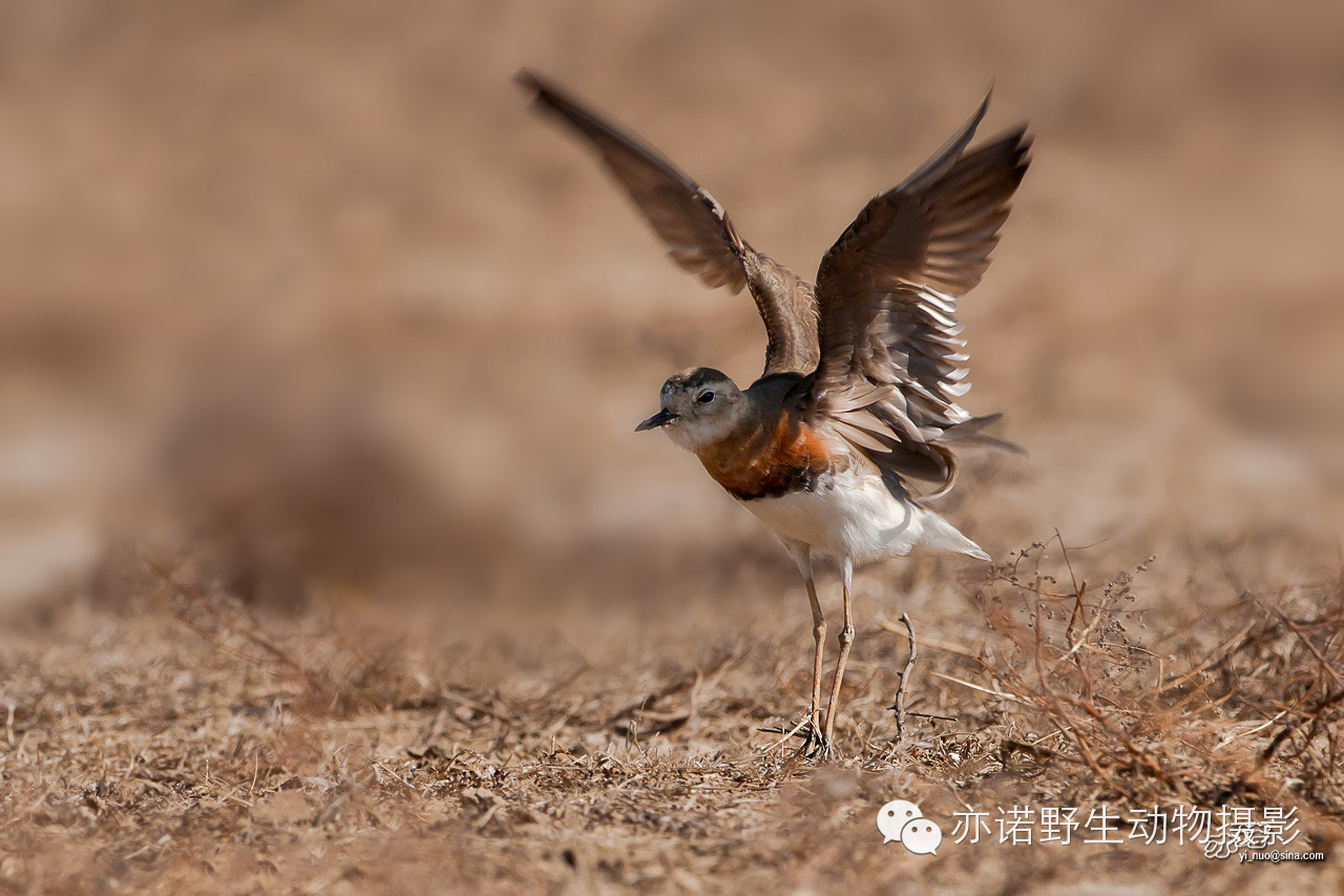 身披漂亮繁殖羽的东方鸻