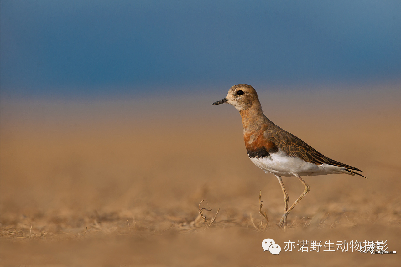 身披漂亮繁殖羽的东方鸻
