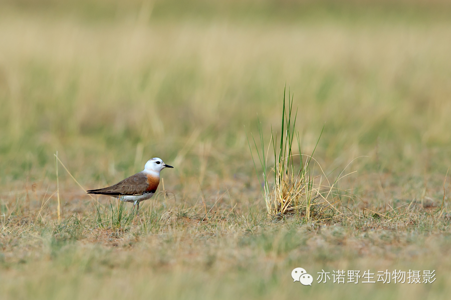 身披漂亮繁殖羽的东方鸻