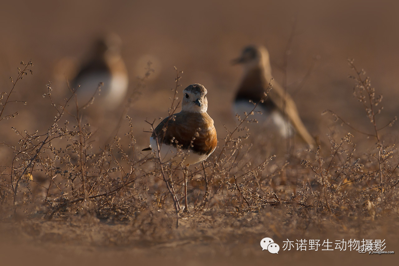 身披漂亮繁殖羽的东方鸻