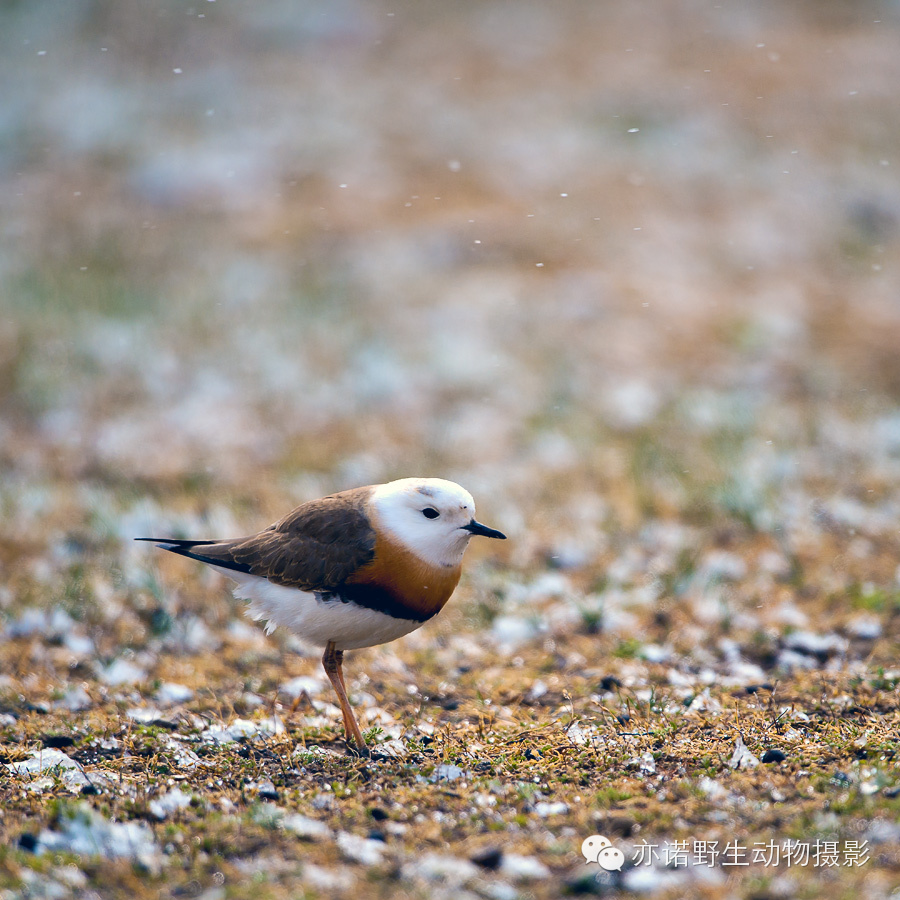 身披漂亮繁殖羽的东方鸻