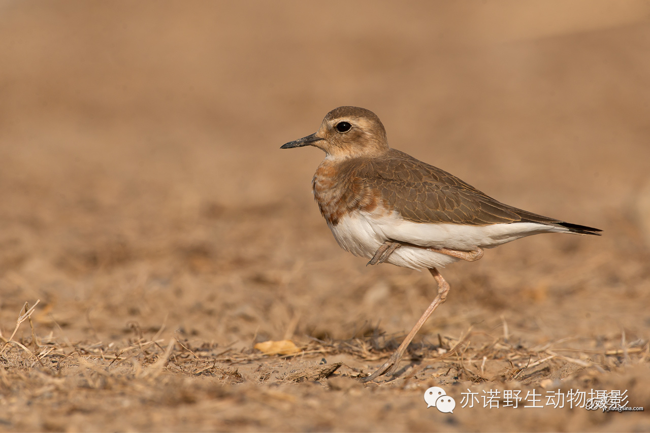身披漂亮繁殖羽的东方鸻