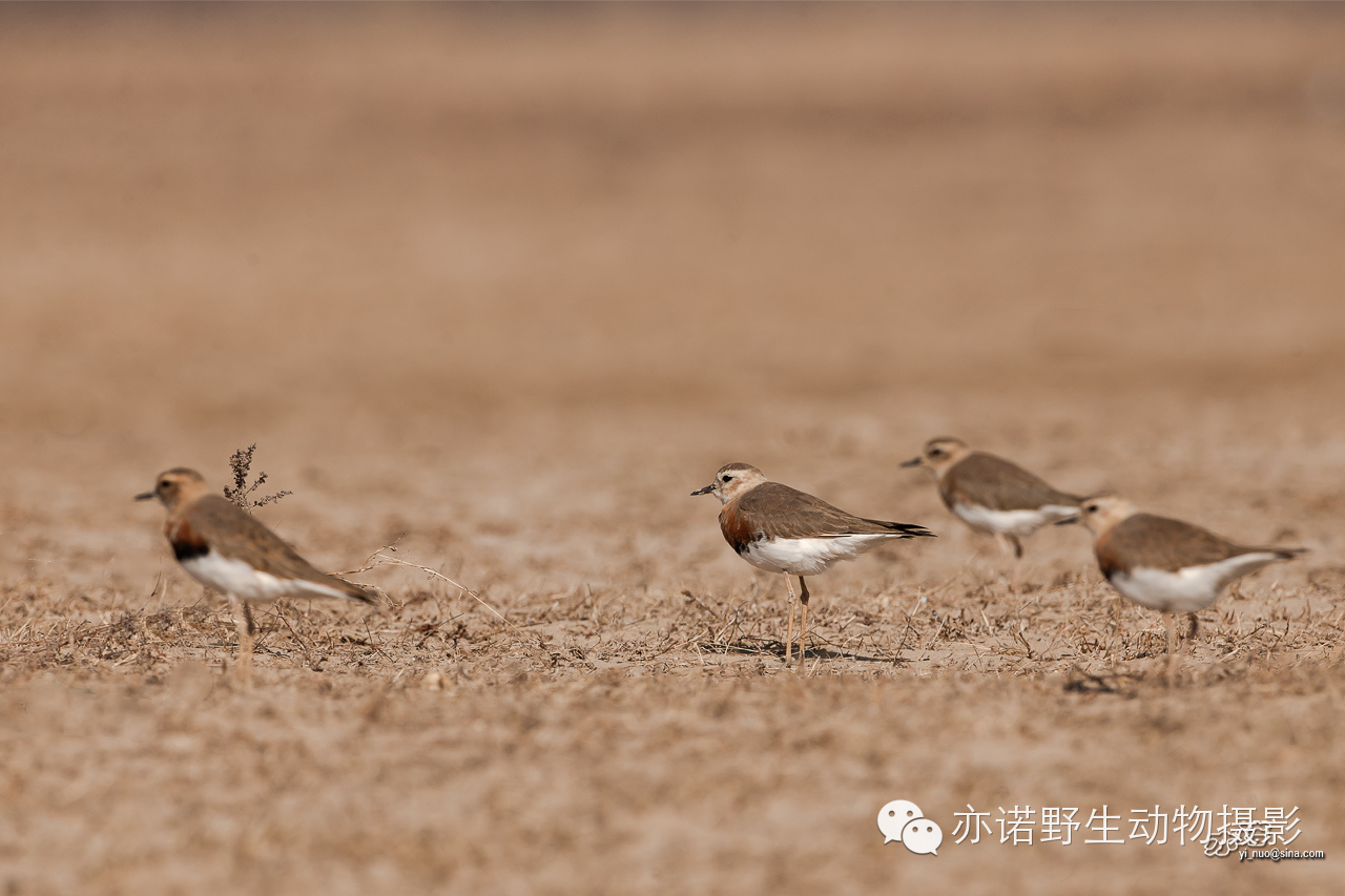 身披漂亮繁殖羽的东方鸻