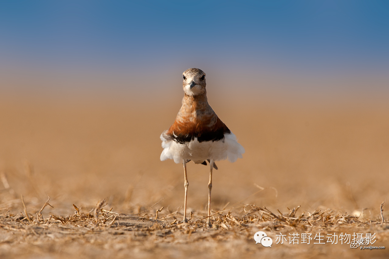 身披漂亮繁殖羽的东方鸻