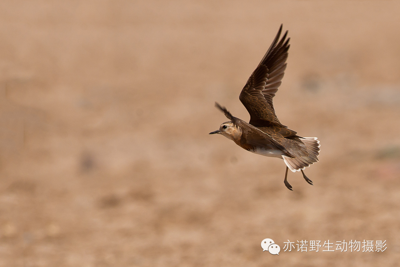 身披漂亮繁殖羽的东方鸻