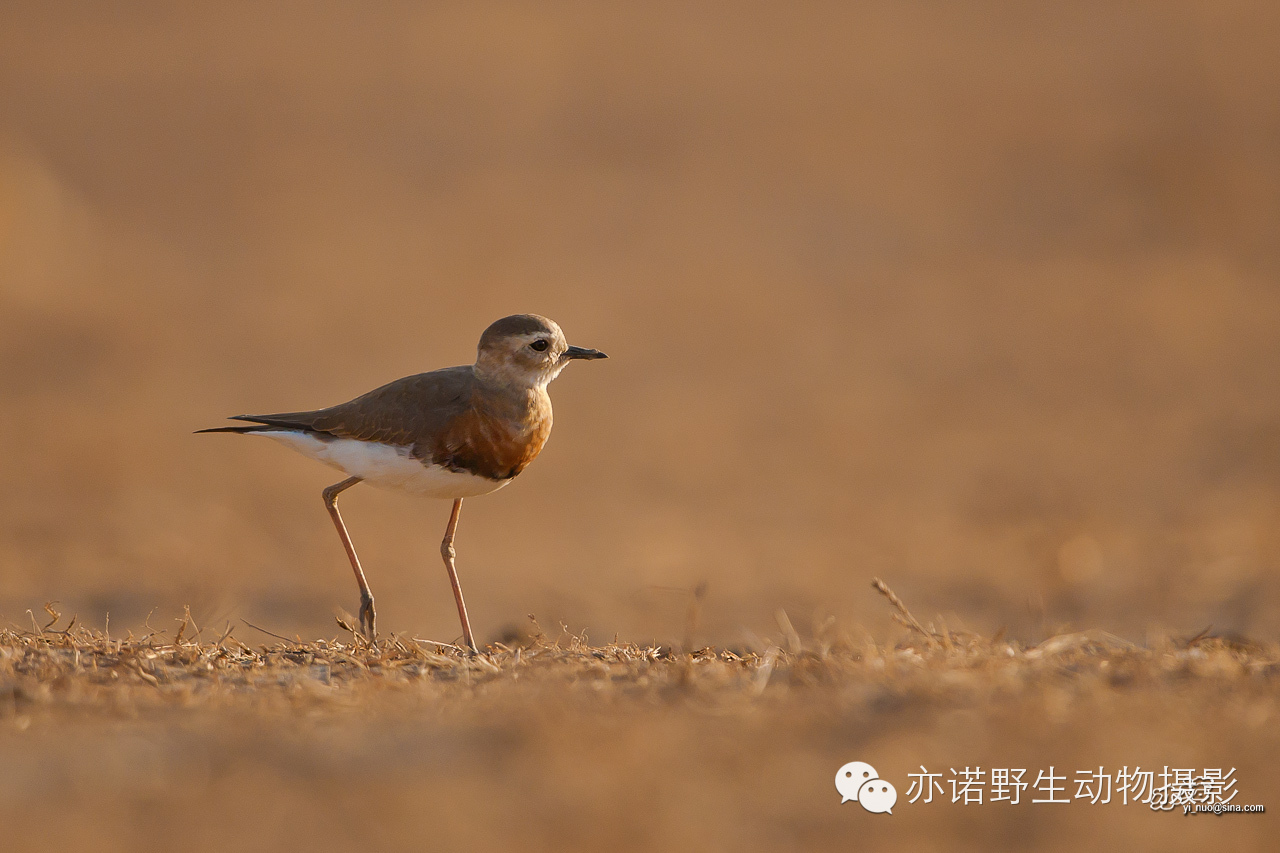 身披漂亮繁殖羽的东方鸻