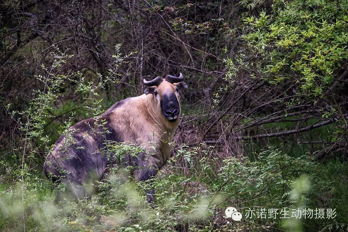 盘点:我的2015年野生动物摄影