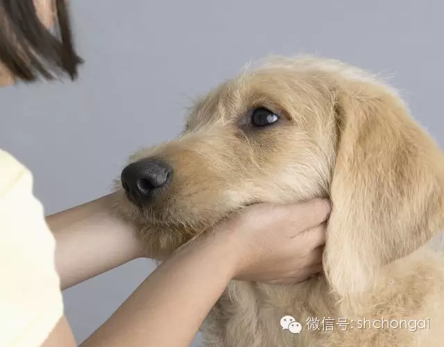 教你三招 培养幼犬诚实的性格 译訫宠物空间 新浪博客