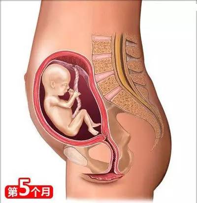 备孕枕头垫在腰下有什么作用_备孕垫枕头的方法图_备孕枕头垫在哪个位置图片