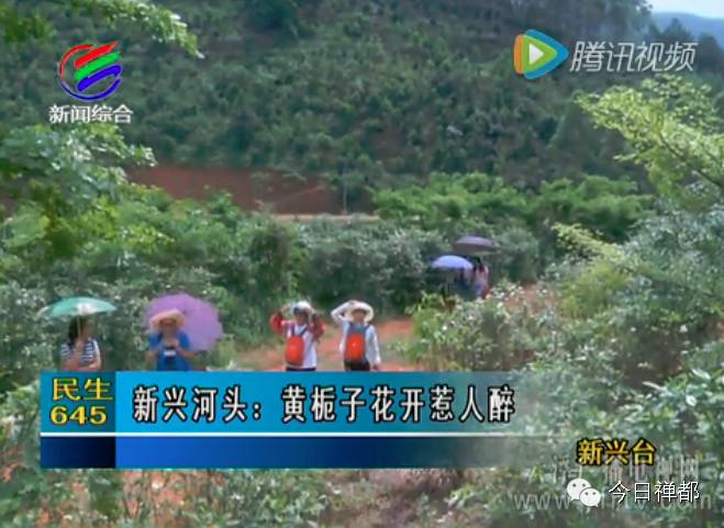 “栀子花开,如此可爱”,何炅唱的是新兴这个地方吗?