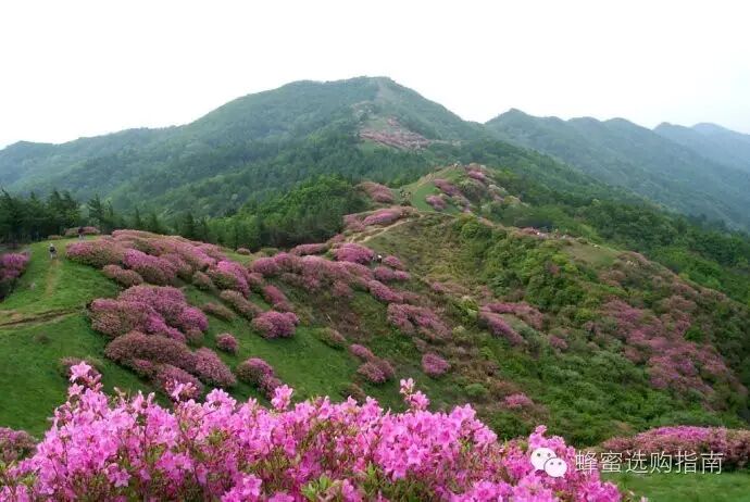 中国优质蜜源地介绍