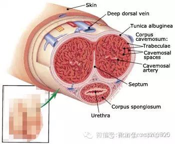 【绛妖精】小弟弟体操 wbr| wbr能勃起的都转了.....