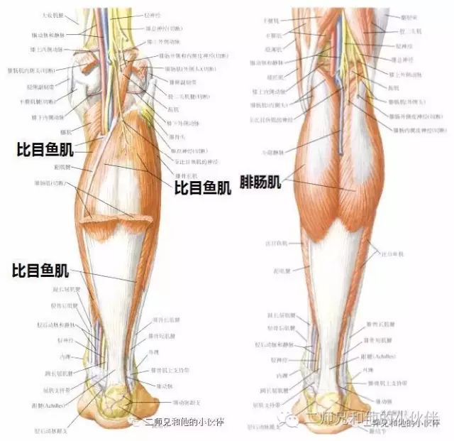 1.放松腓肠肌,比目鱼肌 1.