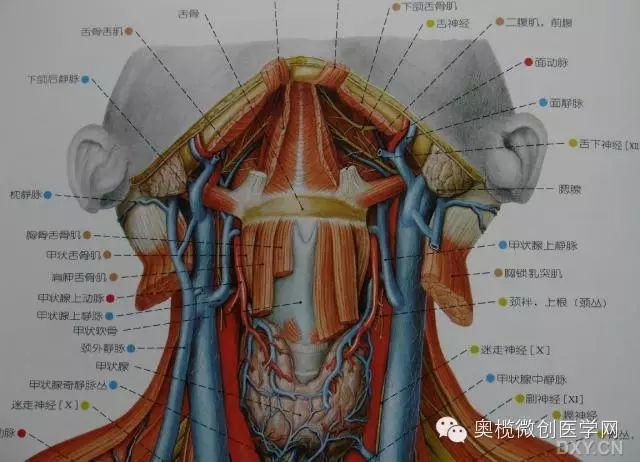 关于环状软骨切除术图片