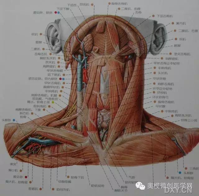 颈部解剖