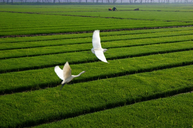 (图1) (图1)