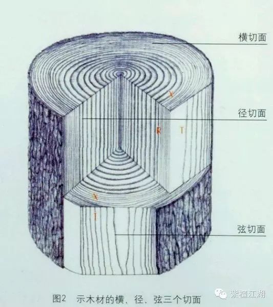 形成层十分活跃,分裂速度快,细胞生长也快(树木生长旺盛)所以形成的