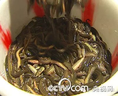 致富经泥鳅养殖_致富经泥鳅养殖_致富经泥鳅养殖