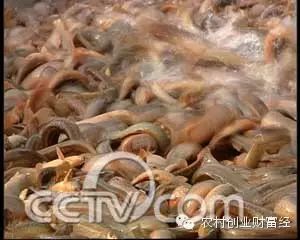 致富经泥鳅养殖_致富经泥鳅养殖_致富经泥鳅养殖
