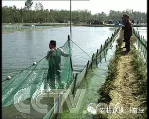 致富经泥鳅养殖_致富经泥鳅养殖_致富经泥鳅养殖