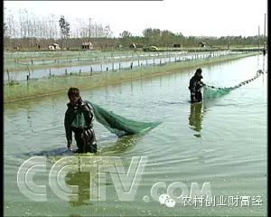 致富经泥鳅养殖_致富经泥鳅养殖_致富经泥鳅养殖