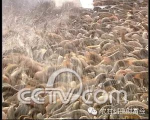致富经泥鳅养殖_致富经泥鳅养殖_致富经泥鳅养殖
