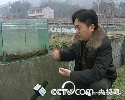 致富经泥鳅养殖_致富经泥鳅养殖_致富经泥鳅养殖