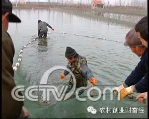 致富经泥鳅养殖_致富经泥鳅养殖_致富经泥鳅养殖