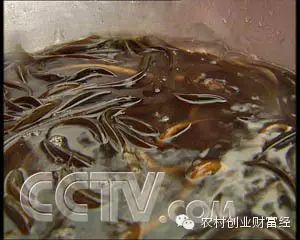 致富经泥鳅养殖_致富经泥鳅养殖_致富经泥鳅养殖