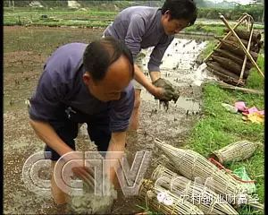 致富经泥鳅养殖_致富经泥鳅养殖_致富经泥鳅养殖
