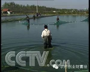 致富经泥鳅养殖_致富经泥鳅养殖_致富经泥鳅养殖