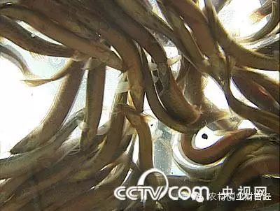 致富经泥鳅养殖_致富经泥鳅养殖_致富经泥鳅养殖