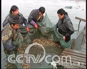 致富经泥鳅养殖_致富经泥鳅养殖_致富经泥鳅养殖