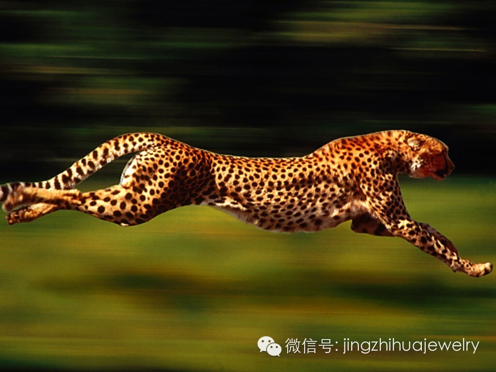 众里寻她,追寻第一只猎豹的足迹