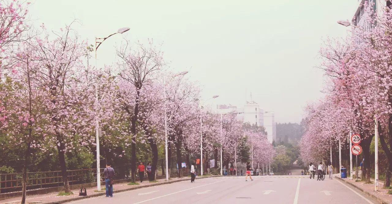 华农的满园紫荆,惊艳了整个清明雨季.