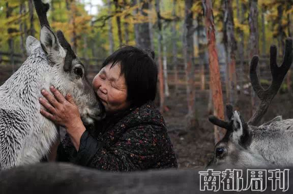 城市獵人，中國最後的馴鹿部落 | 特寫 戲劇 第4張