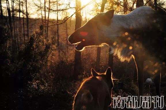 城市獵人，中國最後的馴鹿部落 | 特寫 戲劇 第1張